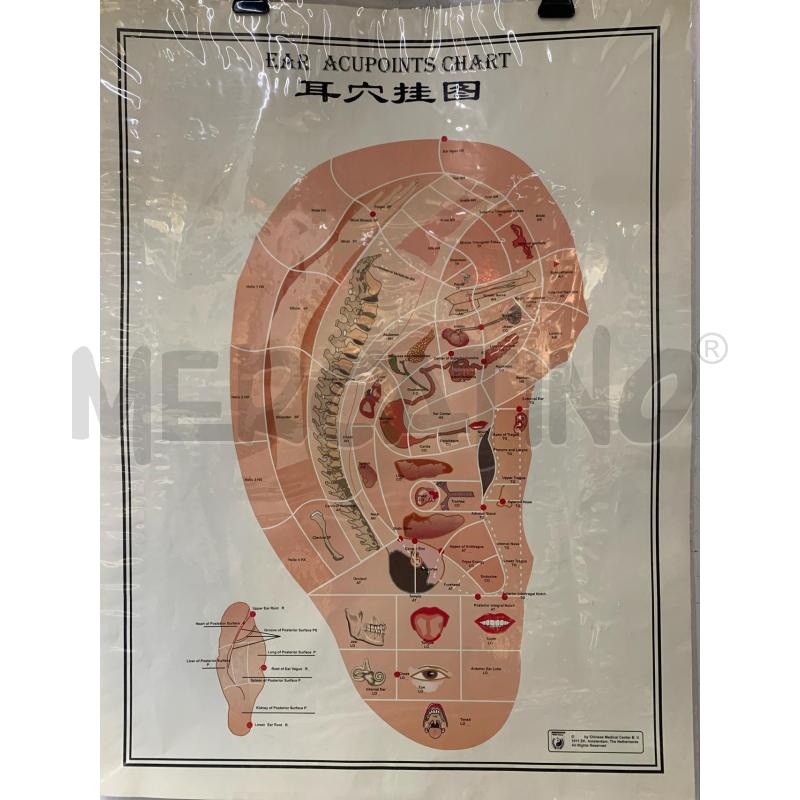 QUADRO STAMPA AGOPUNTURA ORECCHIO  | Mercatino dell'Usato Roma re di roma 1