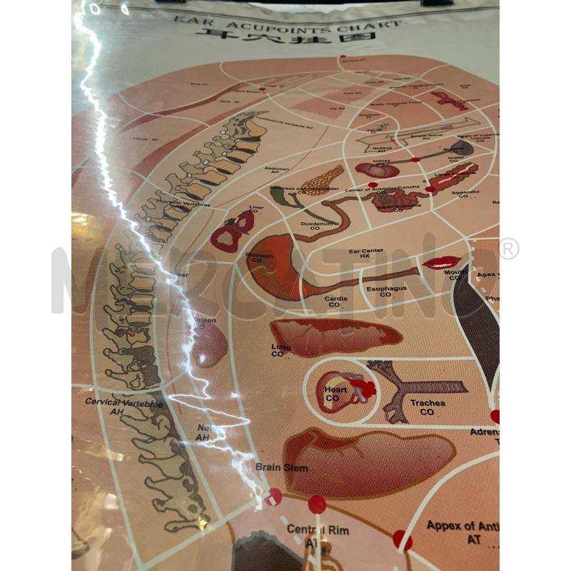 QUADRO STAMPA AGOPUNTURA ORECCHIO  | Mercatino dell'Usato Roma re di roma 3