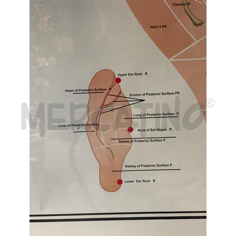 QUADRO STAMPA AGOPUNTURA ORECCHIO  | Mercatino dell'Usato Roma re di roma 4