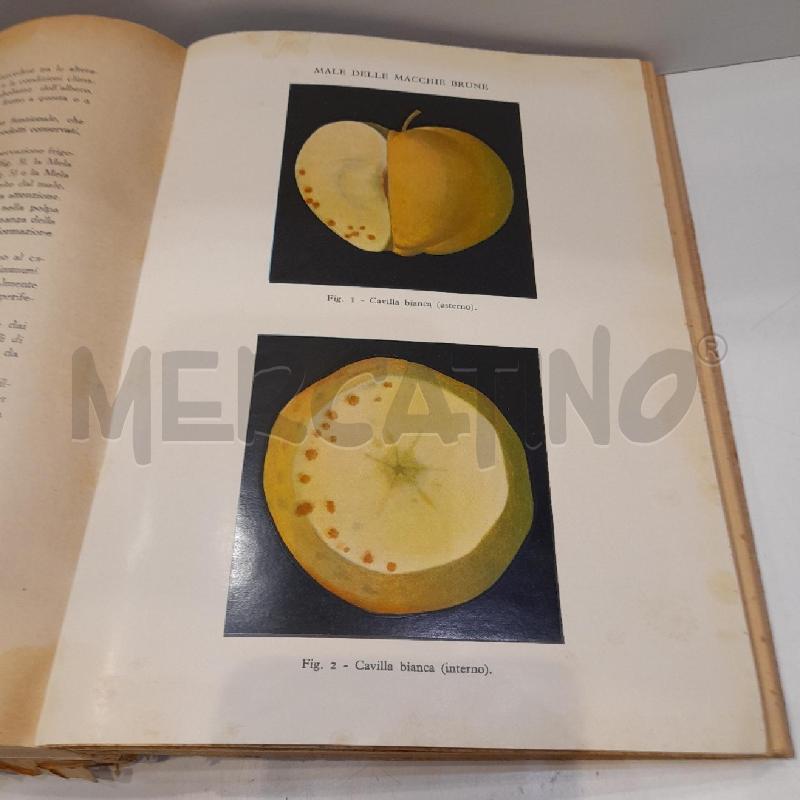 REGIA STAZIONE CHIMICO-AGRARIA DI TORINO ANNUARIO 1929-1931 | Mercatino dell'Usato Roma re di roma 4