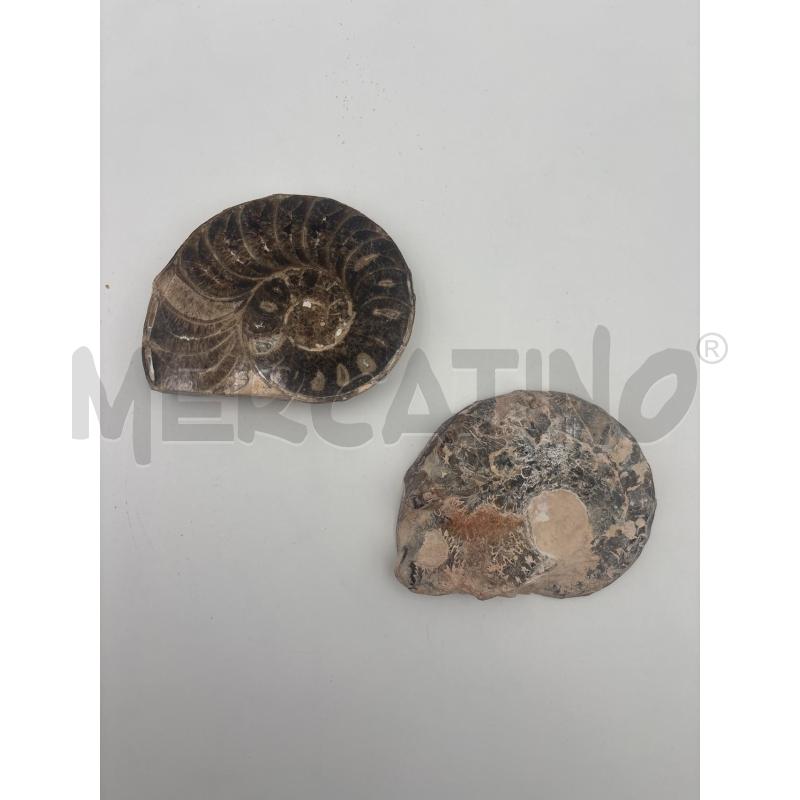 CONCHIGLIA FOSSILE VARIA | Mercatino dell'Usato Roma torrevecchia 1