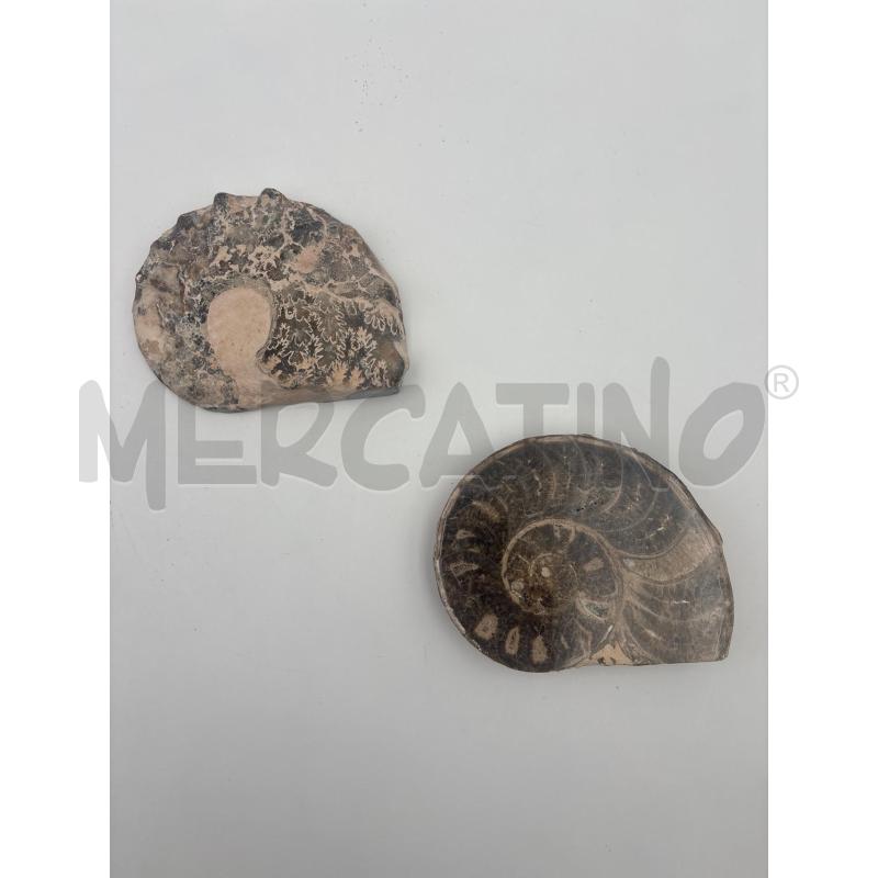 CONCHIGLIA FOSSILE VARIA | Mercatino dell'Usato Roma torrevecchia 2