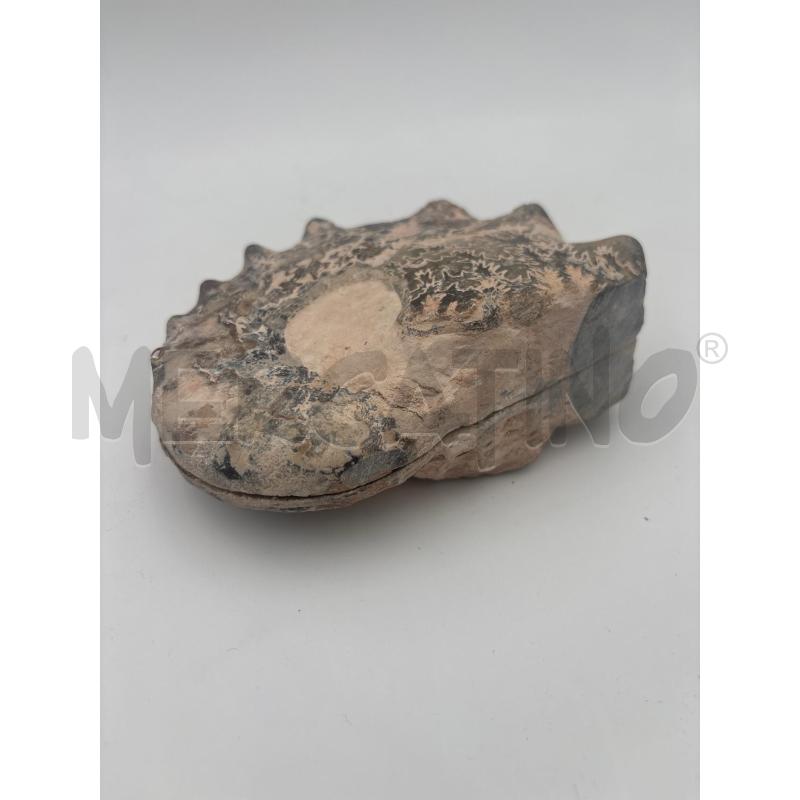 CONCHIGLIA FOSSILE VARIA | Mercatino dell'Usato Roma torrevecchia 3