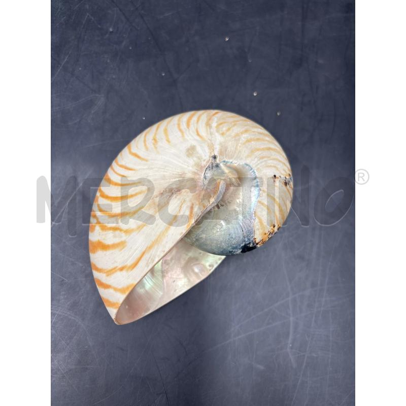 CONCHIGLIA NAUTILUS | Mercatino dell'Usato Roma torrevecchia 1
