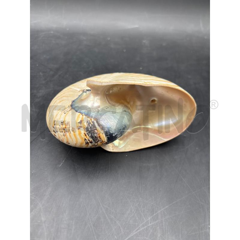 CONCHIGLIA NAUTILUS | Mercatino dell'Usato Roma torrevecchia 2