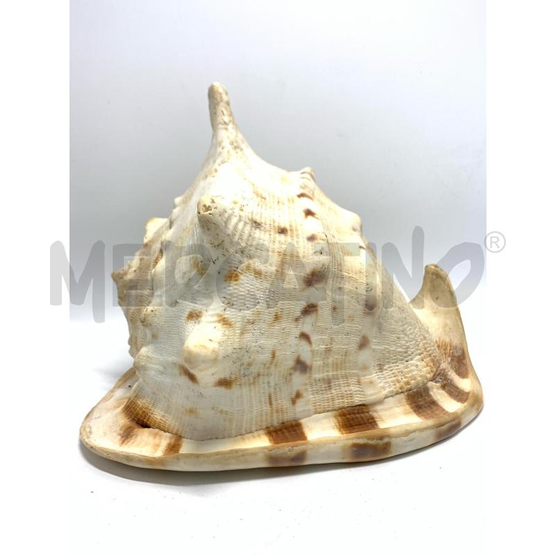 CONCHIGLIA 20 CM CHIARA | Mercatino dell'Usato Pomezia 1