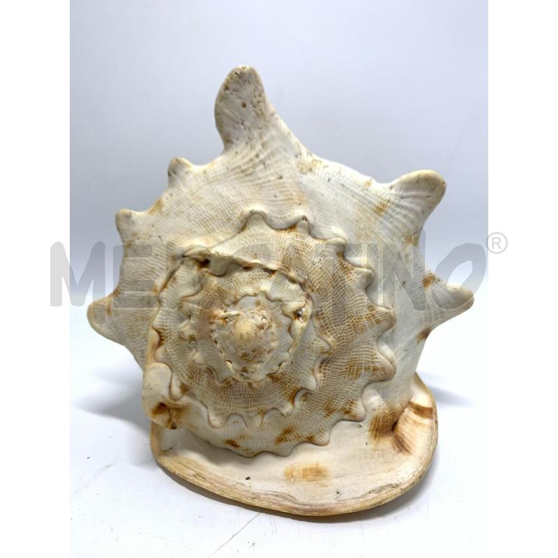 CONCHIGLIA 20 CM CHIARA | Mercatino dell'Usato Pomezia 2