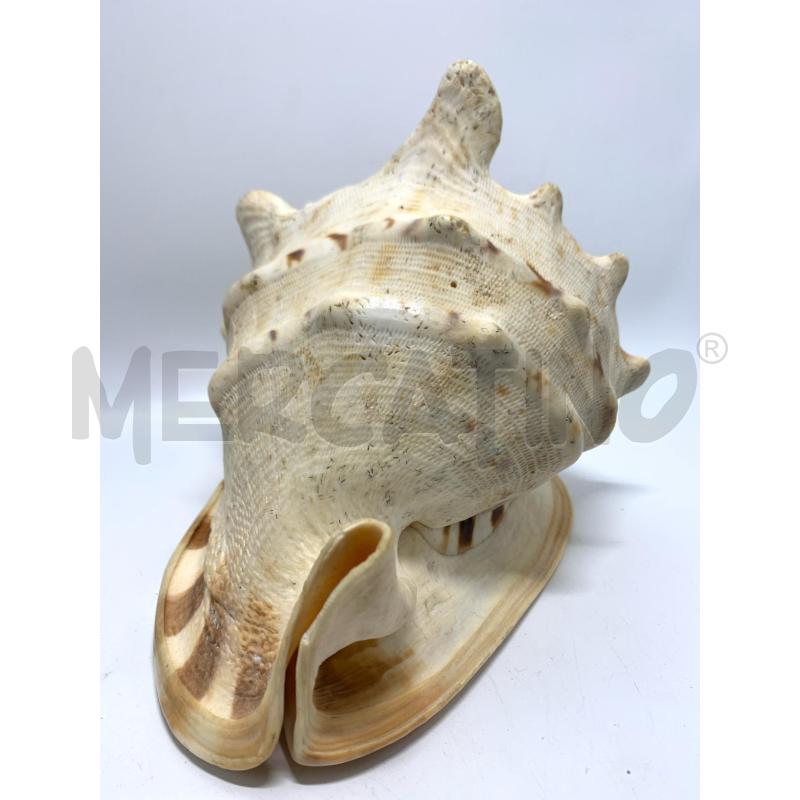 CONCHIGLIA 20 CM CHIARA | Mercatino dell'Usato Pomezia 3