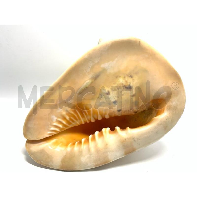 CONCHIGLIA 20 CM CHIARA | Mercatino dell'Usato Pomezia 4