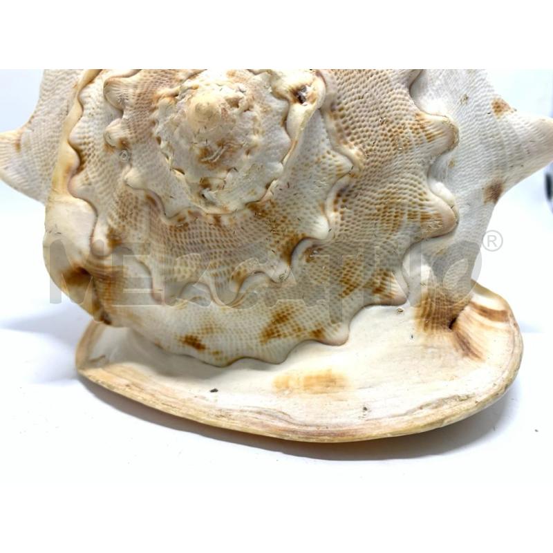 CONCHIGLIA 20 CM CHIARA | Mercatino dell'Usato Pomezia 5
