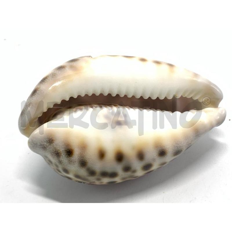 CONCHIGLIA 9 CM DELFINI INCISI | Mercatino dell'Usato Pomezia 5