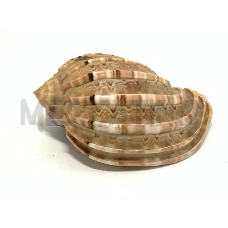 CONCHIGLIA RILIEVI 10 CM | Mercatino dell'Usato Pomezia 1