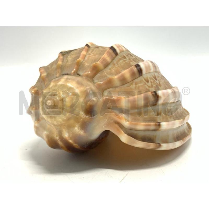 CONCHIGLIA RILIEVI 10 CM | Mercatino dell'Usato Pomezia 2