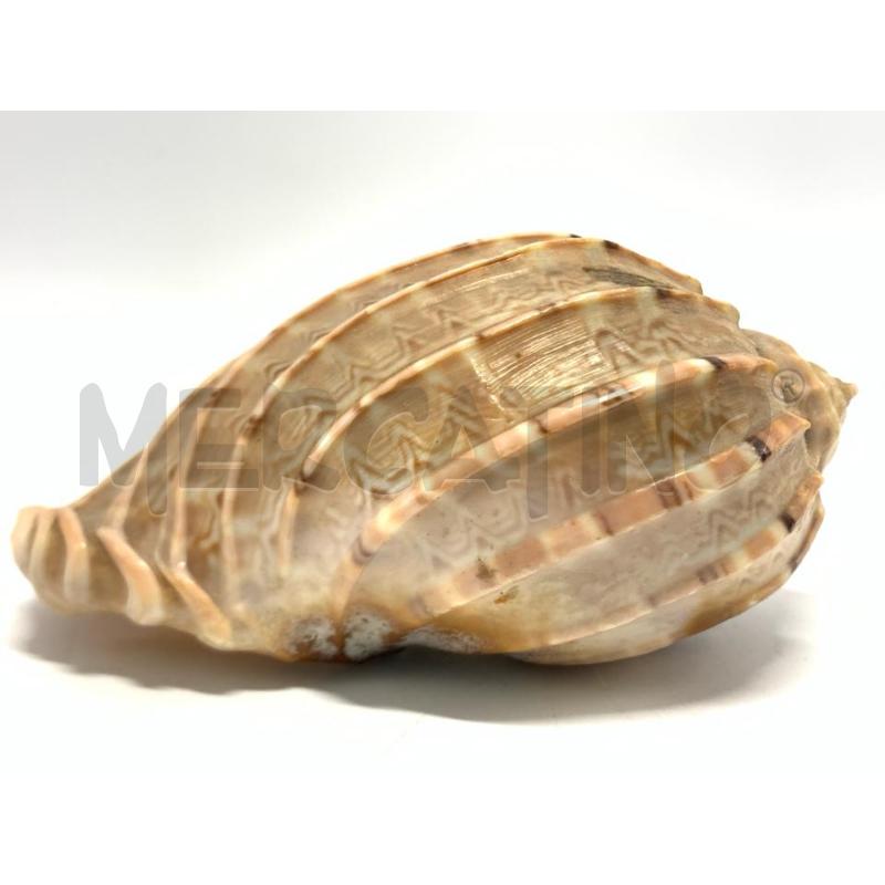 CONCHIGLIA RILIEVI 10 CM | Mercatino dell'Usato Pomezia 3