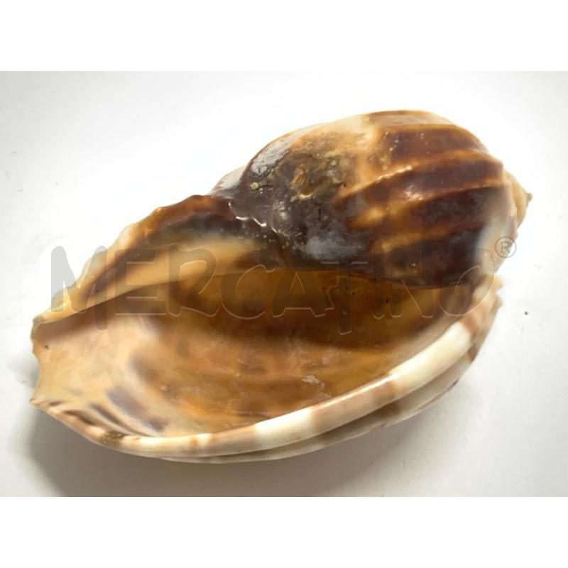 CONCHIGLIA RILIEVI 10 CM | Mercatino dell'Usato Pomezia 4