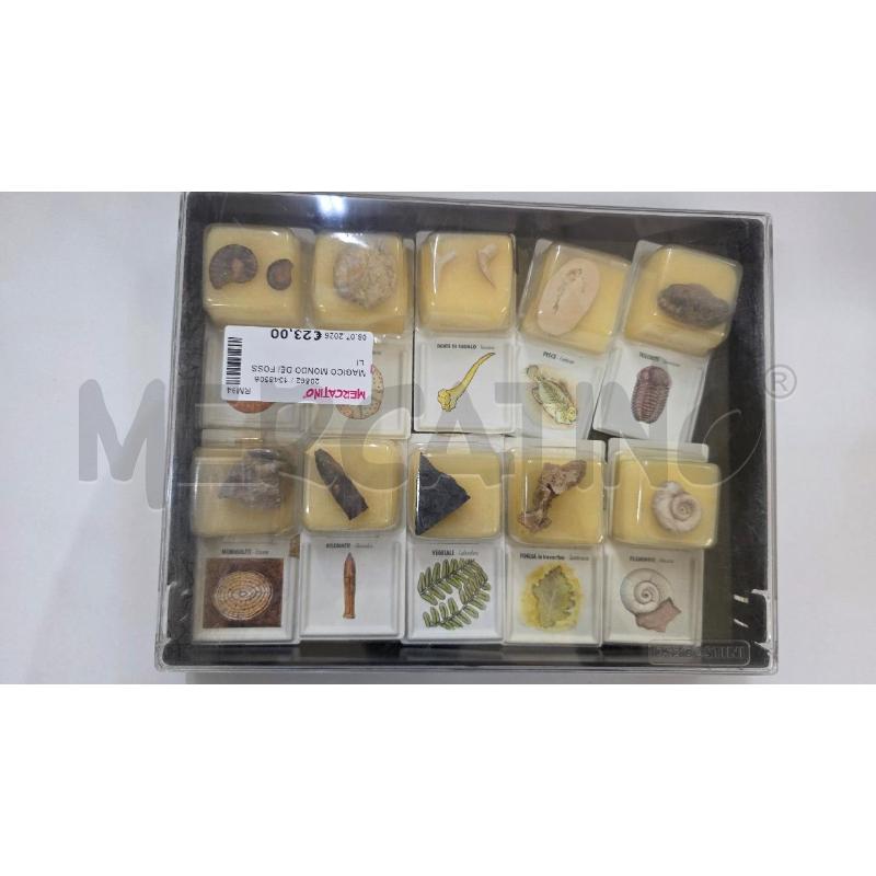 MAGICO MONDO DEI FOSSILI | Mercatino dell'Usato Pomezia 1