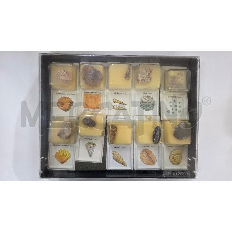 MAGICO MONDO DEI FOSSILI | Mercatino dell'Usato Pomezia 2