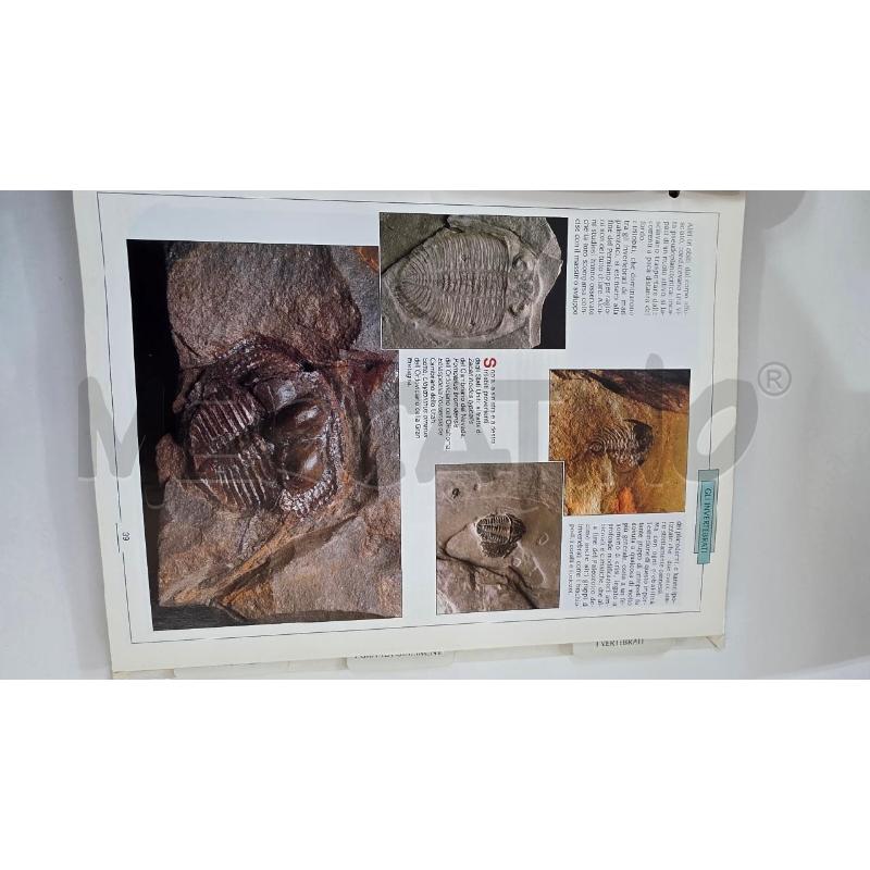 MAGICO MONDO DEI FOSSILI | Mercatino dell'Usato Pomezia 4