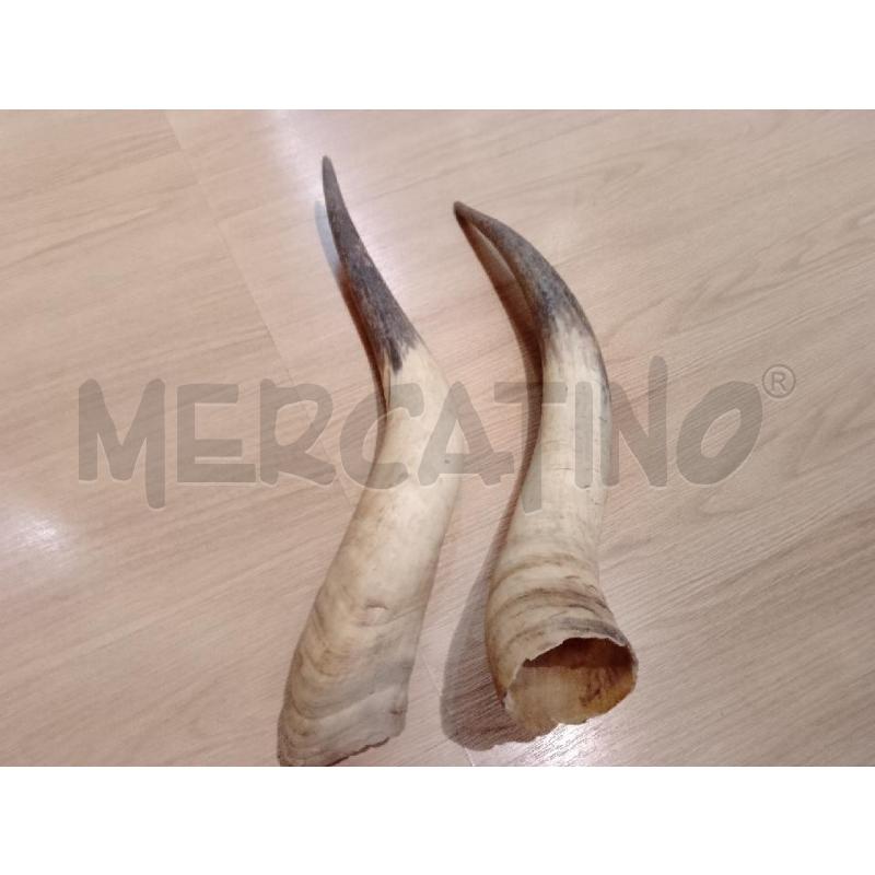 CORNA A COPPIA MAREMMANA | Mercatino dell'Usato Siena 1