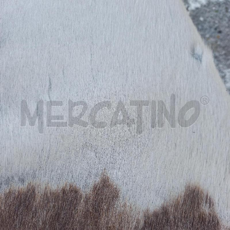 POLTRONCINA STILE CASSINA CAVALLINO | Mercatino dell'Usato Siena 5