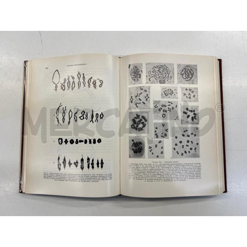 INTRODUZIONE ALLA GENETICA MONTALENTI GIUSEPPE UTET 1971 | Mercatino dell'Usato Teramo 2