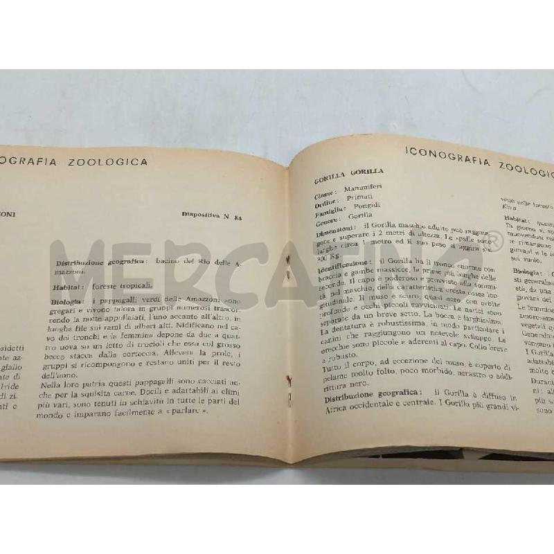 ALBUM DIAPOSITIVE RACCOLTA CINEZOO N.4 EDIZIONI DIDATTICHE DI AUDIOVISIVI ROMA  | Mercatino dell'Usato Moncalieri bengasi 5