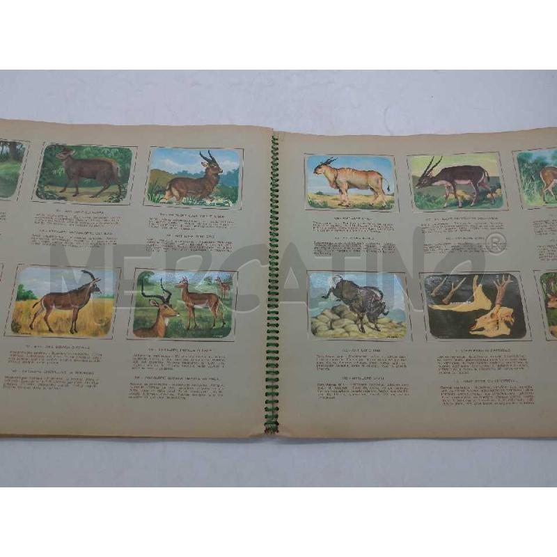 ALBUM FIGURINE ENCICLOPEDIA DI TOPOLINO I MAMMIFERI INCOMPLETO  | Mercatino dell'Usato Moncalieri bengasi 5
