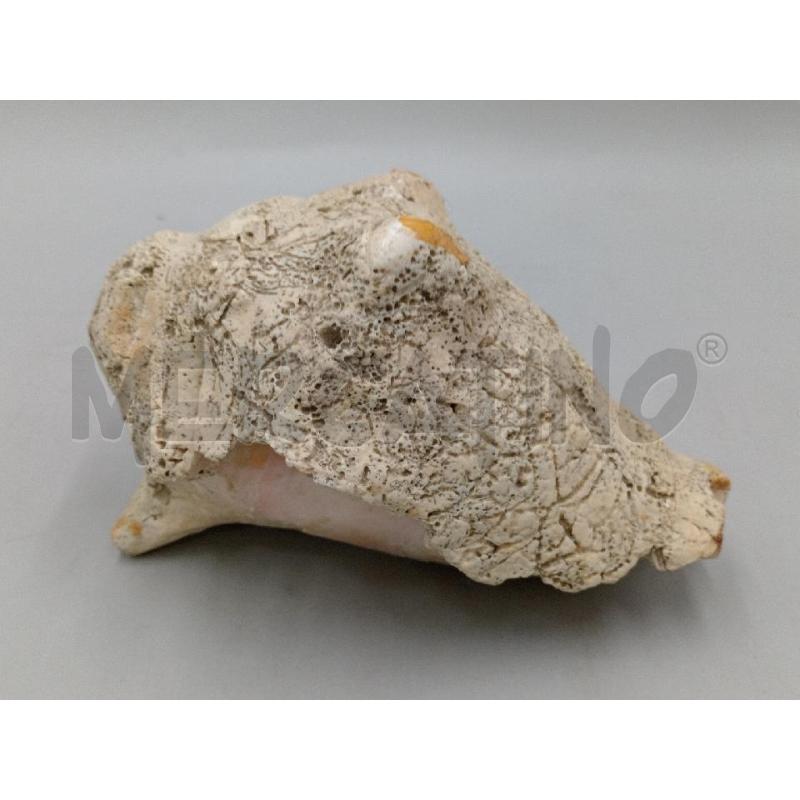 CONCHIGLIA VECCHIA FOSSILIZZATA | Mercatino dell'Usato Moncalieri bengasi 1