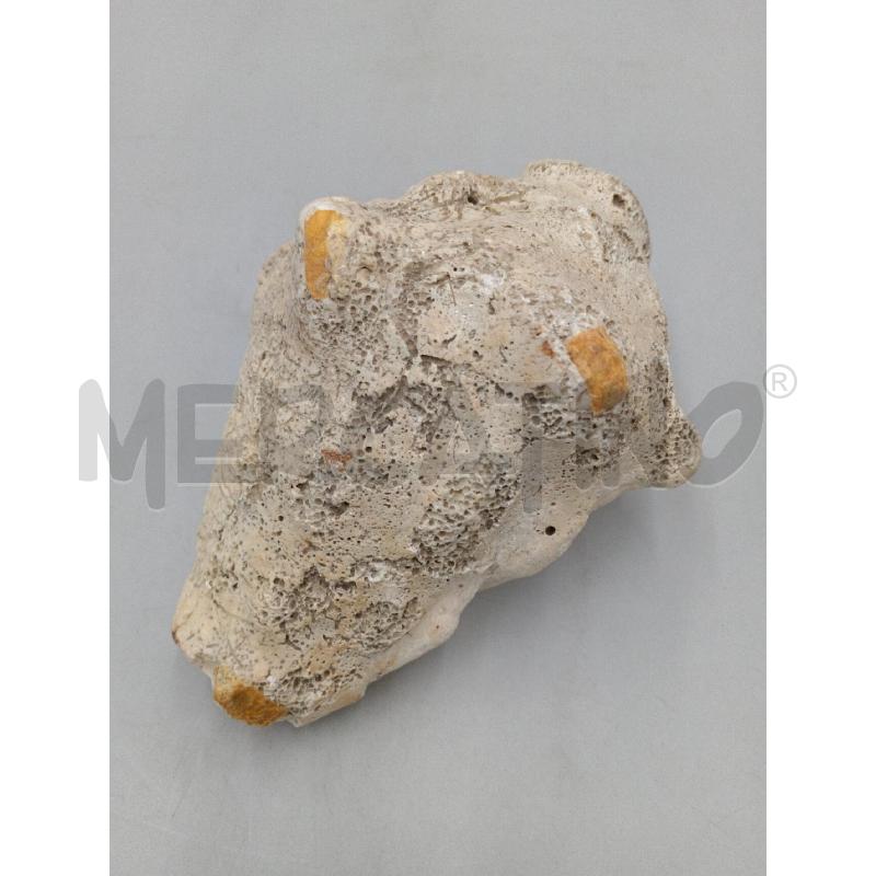 CONCHIGLIA VECCHIA FOSSILIZZATA | Mercatino dell'Usato Moncalieri bengasi 2