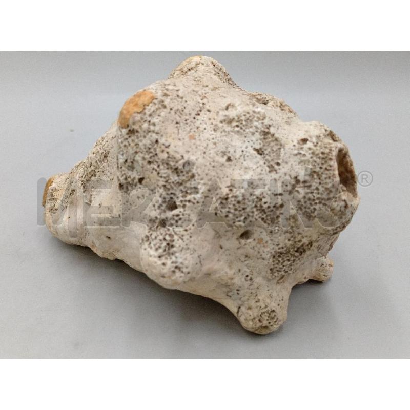 CONCHIGLIA VECCHIA FOSSILIZZATA | Mercatino dell'Usato Moncalieri bengasi 3