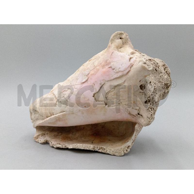 CONCHIGLIA VECCHIA FOSSILIZZATA | Mercatino dell'Usato Moncalieri bengasi 4
