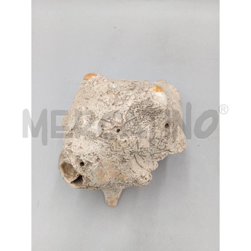 CONCHIGLIA VECCHIA FOSSILIZZATA | Mercatino dell'Usato Moncalieri bengasi 5