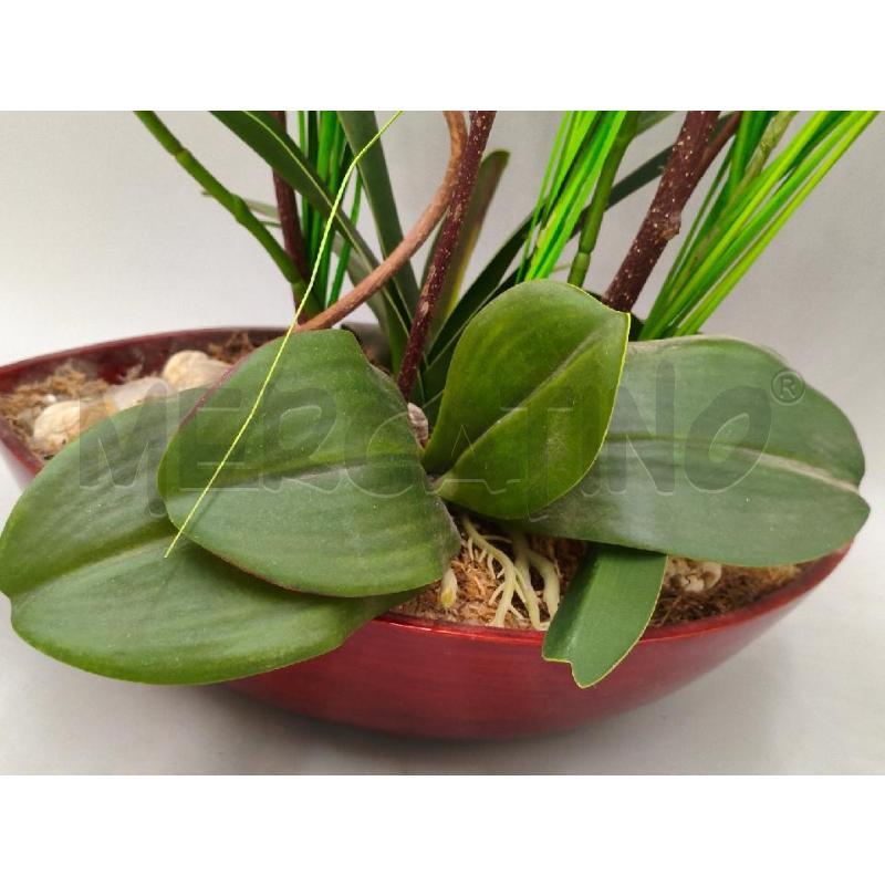 PIANTA DECORATIVA ORCHIDEA  | Mercatino dell'Usato Moncalieri bengasi 4