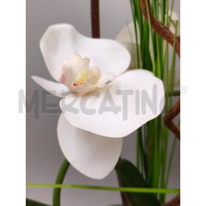 PIANTA DECORATIVA ORCHIDEA  | Mercatino dell'Usato Moncalieri bengasi 5