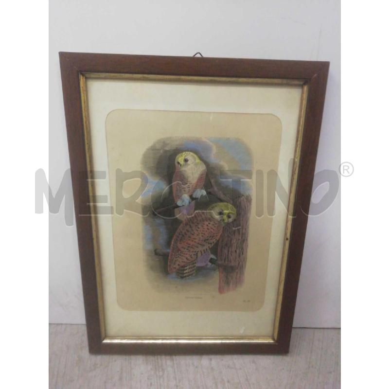 QUADRO GUFFI CHOUETTE HARFANG | Mercatino dell'Usato Moncalieri bengasi 1