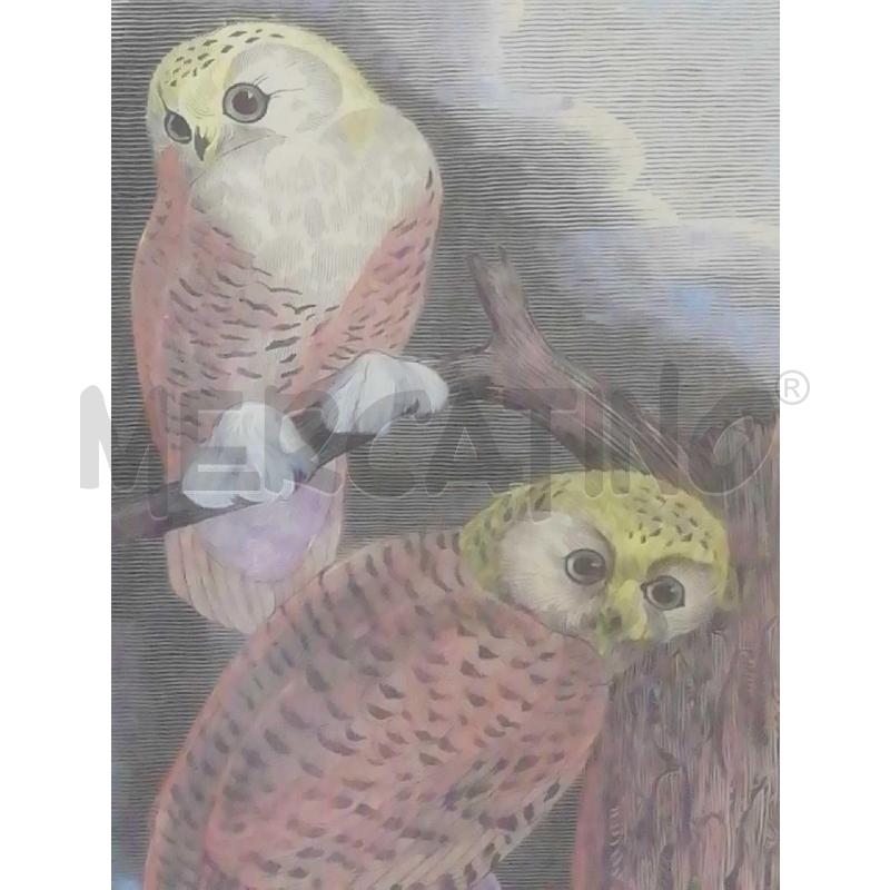 QUADRO GUFFI CHOUETTE HARFANG | Mercatino dell'Usato Moncalieri bengasi 2