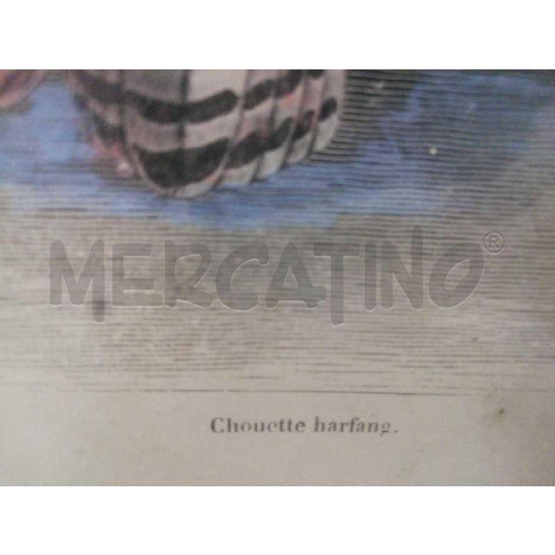 QUADRO GUFFI CHOUETTE HARFANG | Mercatino dell'Usato Moncalieri bengasi 3