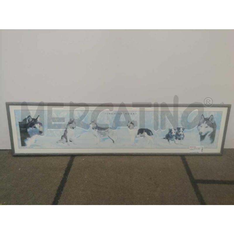 QUADRO RETT.RE SIBERIAN HUSKY | Mercatino dell'Usato Moncalieri bengasi 1