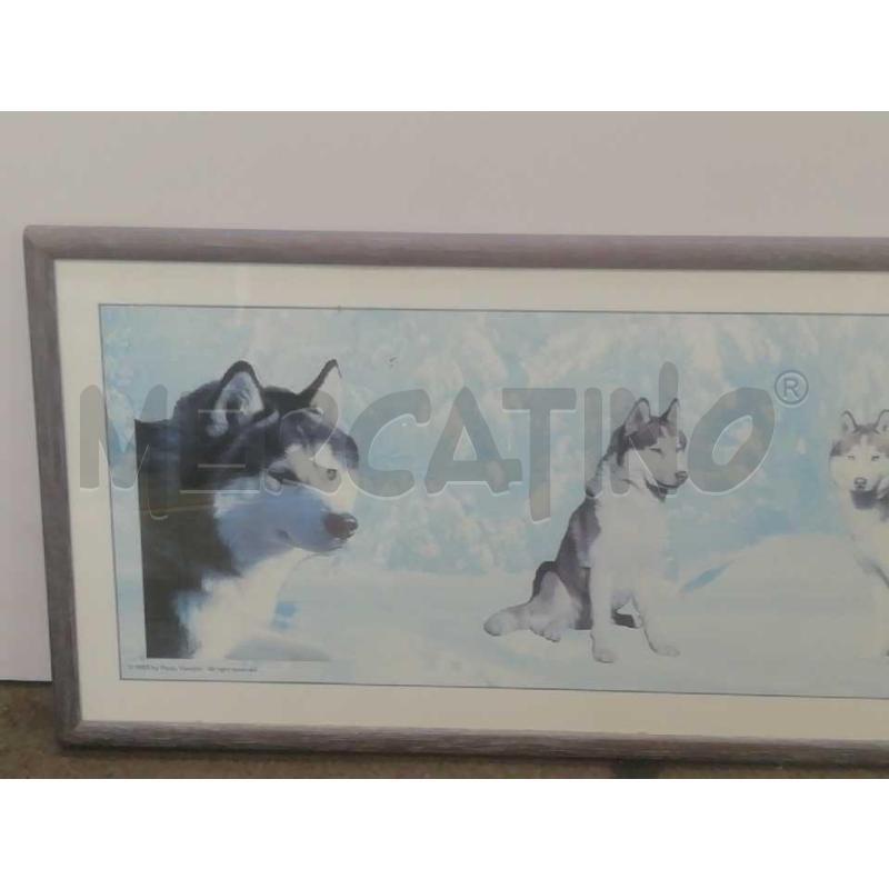 QUADRO RETT.RE SIBERIAN HUSKY | Mercatino dell'Usato Moncalieri bengasi 2