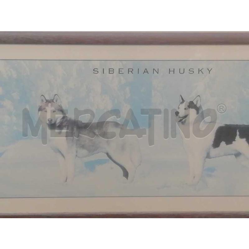 QUADRO RETT.RE SIBERIAN HUSKY | Mercatino dell'Usato Moncalieri bengasi 3