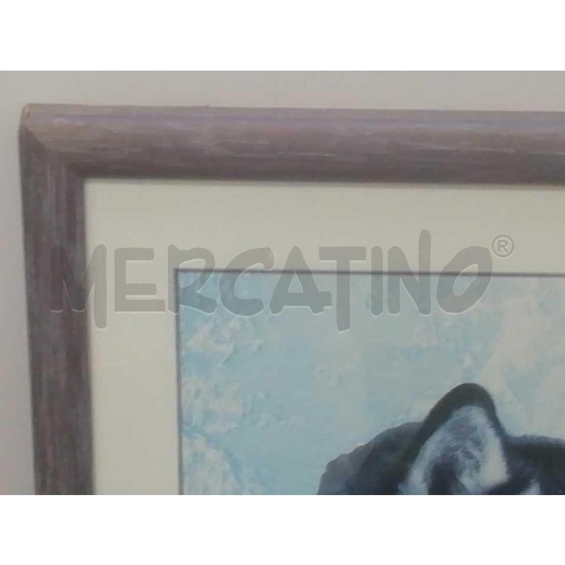 QUADRO RETT.RE SIBERIAN HUSKY | Mercatino dell'Usato Moncalieri bengasi 4