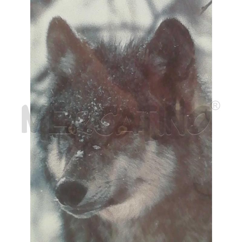 STAMPA ARREDAMENTO TIMBER WOLF CORNICE NERA  | Mercatino dell'Usato Moncalieri bengasi 4