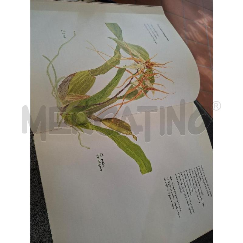RITRATTI DI ORCHIDEE CON SIGNORA | Mercatino dell'Usato Frossasco 2