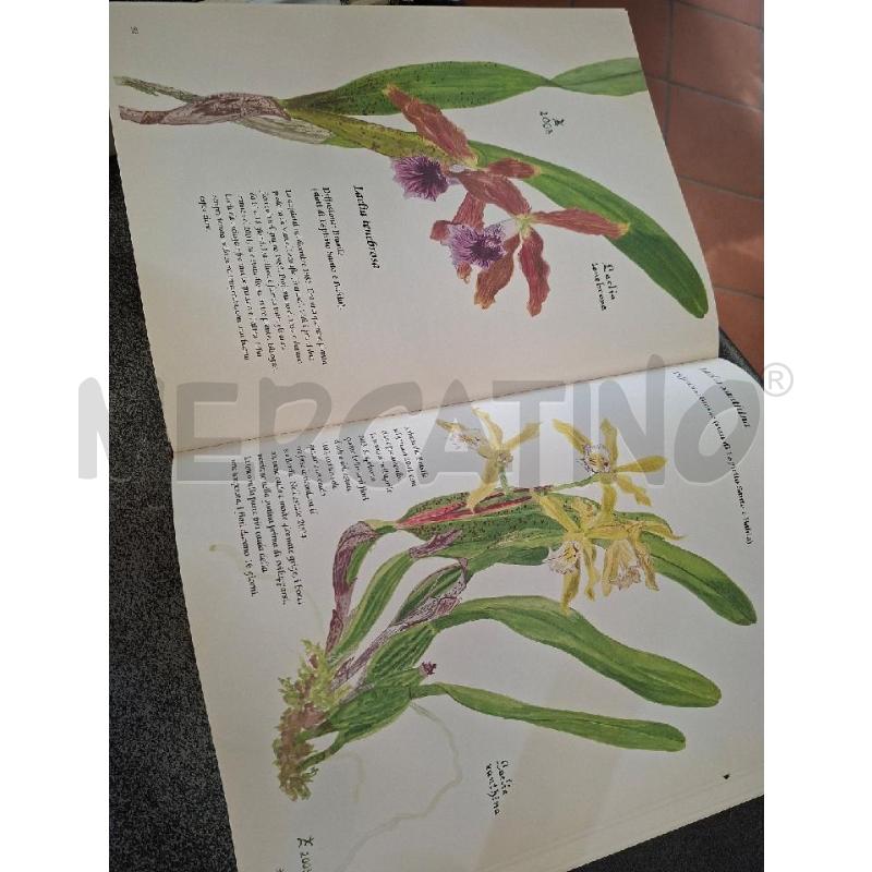 RITRATTI DI ORCHIDEE CON SIGNORA | Mercatino dell'Usato Frossasco 3