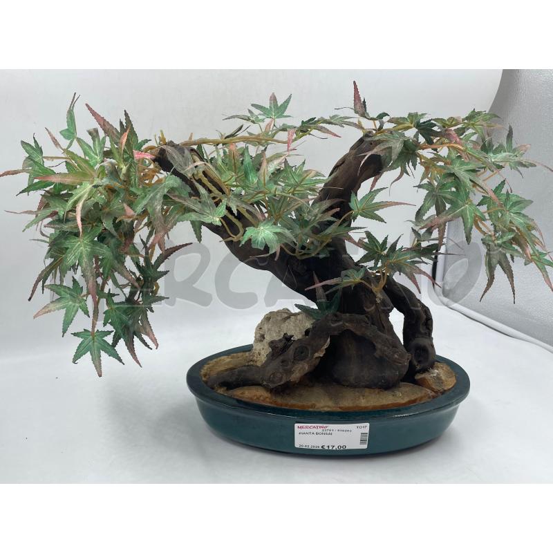 PIANTA BONSAI | Mercatino dell'Usato Torino via ceresole 1