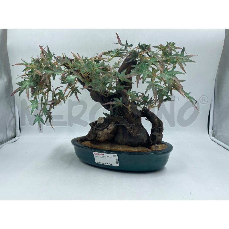 PIANTA BONSAI | Mercatino dell'Usato Torino via ceresole 2