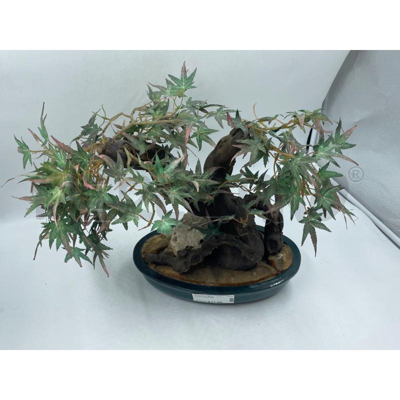 PIANTA BONSAI | Mercatino dell'Usato Torino via ceresole 3