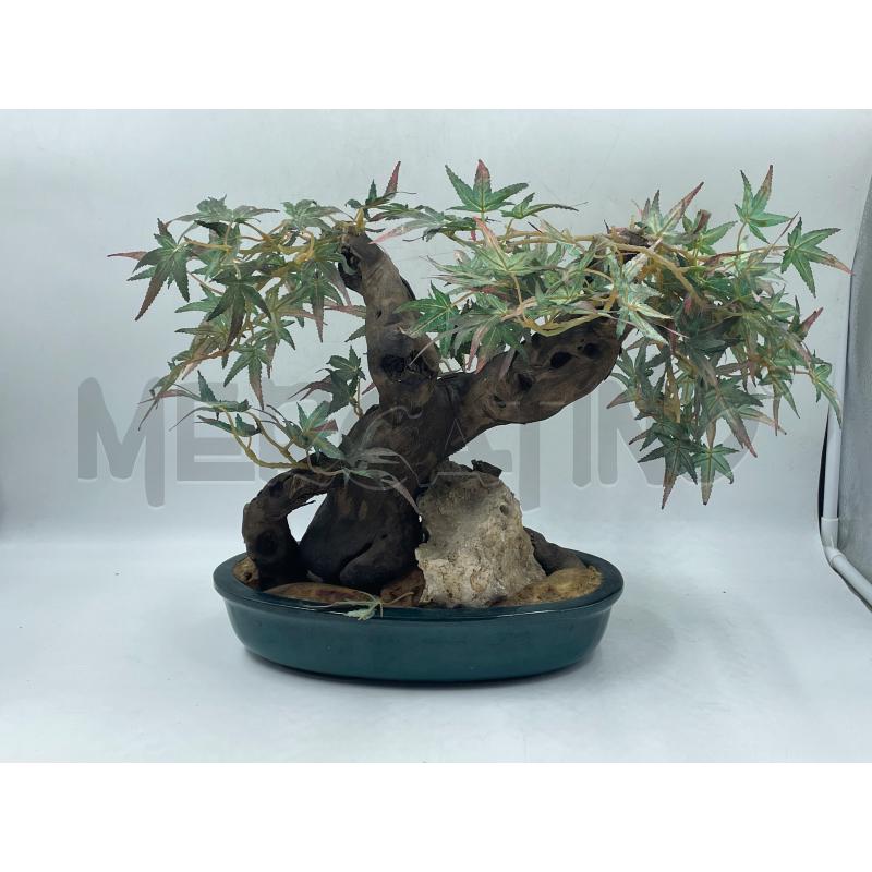 PIANTA BONSAI | Mercatino dell'Usato Torino via ceresole 4