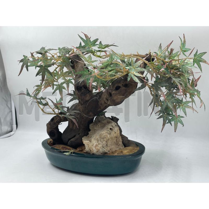 PIANTA BONSAI | Mercatino dell'Usato Torino via ceresole 5