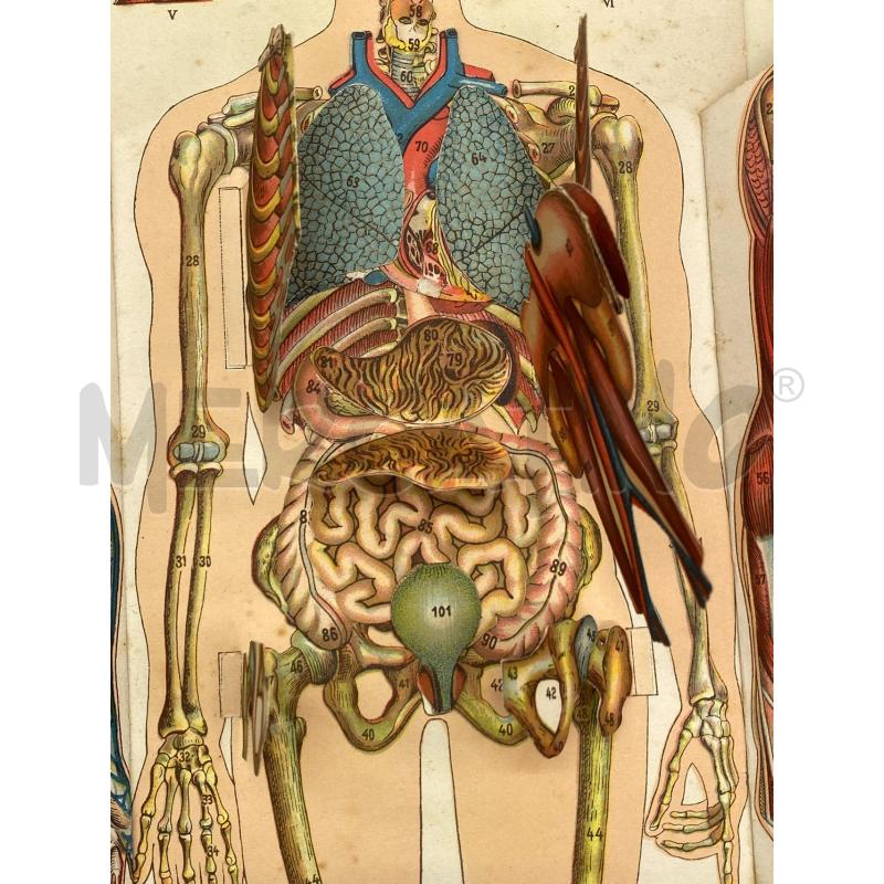 OPUSCOLO IL CORPO UMANO | Mercatino dell'Usato Torino c.so traiano 3